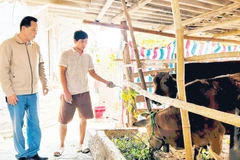 Hạn chế trong chăn nuôi đại gia súc khu vực Đồng bằng sông Hồng là quy mô nhỏ lẻ.