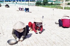 Nông dân huyện đảo Lý Sơn xuống giống trồng tỏi hữu cơ.
