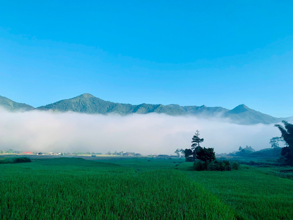 Những hoa tay thắm tươi mầu lá mạ, nổi bật dưới nền trời xanh lơ. z6658699685896-844fdf1a1772c2da1ecca716bb25a641.jpg