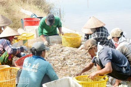 Nông dân xã Đông Thái, tỉnh An Giang thu hoạch tôm càng xanh.