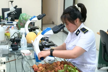 Cán bộ Kiểm dịch thực vật Tân Thanh đang lấy mẫu mặt hàng vải thiều. 