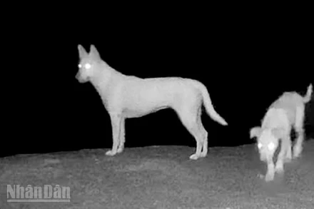 Kết quả đặt camera ghi nhận khu vực được cho là xuất hiện 4 con “khỉ trắng” trên đảo Hòn Sơn thực chất là chó do người dân nuôi.