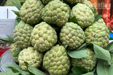 Na Lạng Sơn, quả ngọt miền biên viễn.