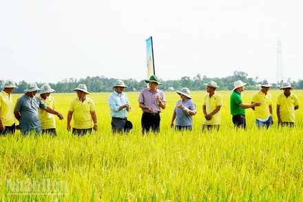 Nông dân tham quan mô hình canh tác lúa theo Đề án 1 triệu ha lúa chất lượng cao ở Hợp tác xã dịch vụ nông nghiệp Thanh Xuân.