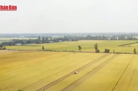 [Video] Giá lúa, gạo và cà phê đồng loạt giảm sâu