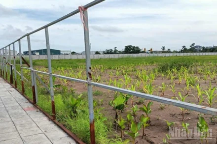 Một đoạn tường rào bao quanh Cụm công nghiệp Vũ Hội (tỉnh Hưng Yên) bị các đối tượng trên địa bàn phá hỏng hồi tháng 6/2025.