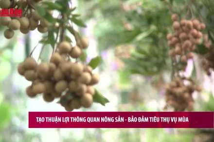 [Video] Tạo thuận lợi thông quan nông sản – bảo đảm tiêu thụ vụ mùa