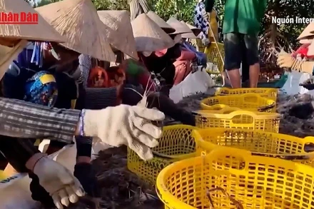[Video] Giá tôm cuối vụ tăng mạnh, nông dân Đồng Tháp thu lãi cao