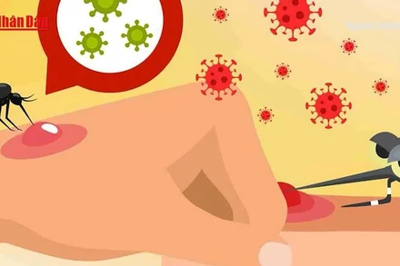 [Video] Chủ động ngăn chặn dịch Chikungunya ngay từ cửa khẩu và cơ sở y tế