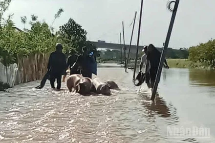 Người dân xã Tân Thuận (Hưng Yên) di chuyển gia súc từ ngoài bãi sông lên nơi cao ráo.