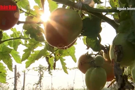 [Video] Phát triển nông nghiệp xanh, giảm phát thải, nâng cao sức cạnh tranh