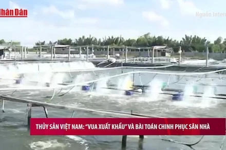 [Video] Thủy sản Việt Nam: “Vua xuất khẩu” và bài toán chinh phục sân nhà
