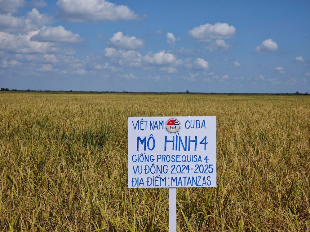 Mô hình "thâm canh hai vụ" (mô hình 4) được triển khai trên gần 9.850ha, đạt hơn 102% kế hoạch, với năng suất trung bình 8,58 tấn/ha/năm. (Ảnh: Đại sứ quán Việt Nam tại Cuba) long5.jpg