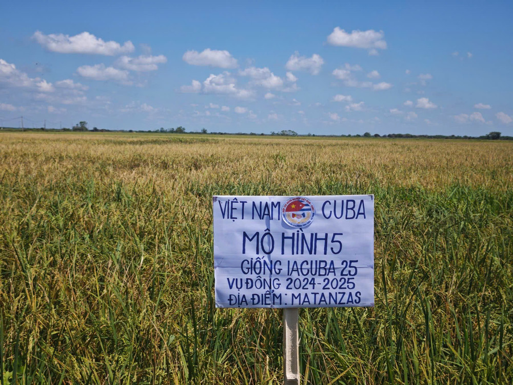 Mô hình "mở rộng sản xuất" (mô hình 5), với quy mô lớn nhất, đã đạt diện tích gần 76.000ha, tương đương 95% kế hoạch dự án. (Ảnh: Đại sứ quán Việt Nam tại Cuba) long4.jpg