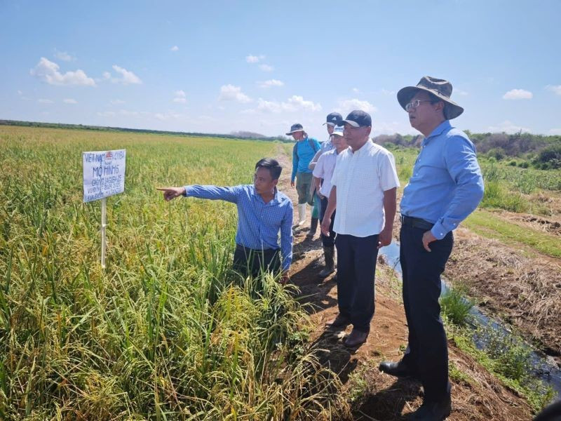 Đại sứ Lê Quang Long (ngoài cùng bên phải) thăm, tìm hiểu kết quả triển khai Dự án Hợp tác Việt Nam-Cuba phát triển sản xuất lúa gạo giai đoạn 2019-2023 (giai đoạn 5) tại Nông trường José Martí, huyện Calimete, tỉnh Matanzas. (Ảnh: Đại sứ quán Việt Nam tại Cuba)