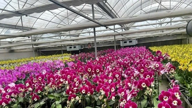 Mô hình sản xuất hoa lan hồ điệp. (Ảnh: TL)