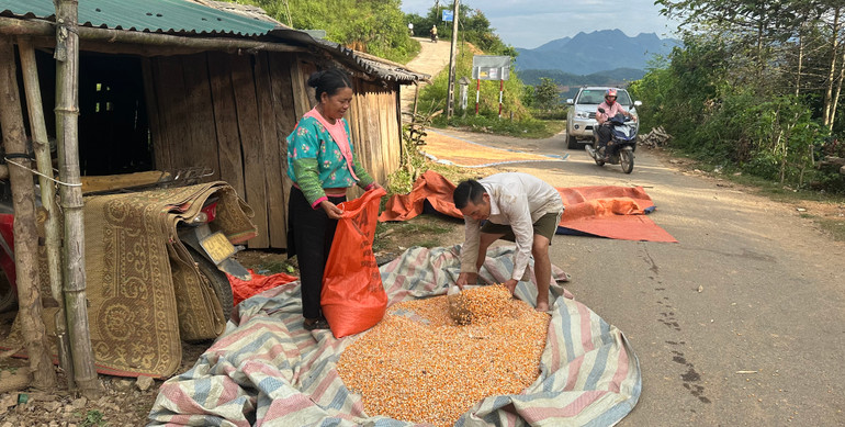 Được hỗ trợ kỹ thuật chăm sóc cây trồng, nông dân xã Ẳng Cang, huyện Mường Ảng đã có thêm vụ ngô năng suất, hiệu quả.
