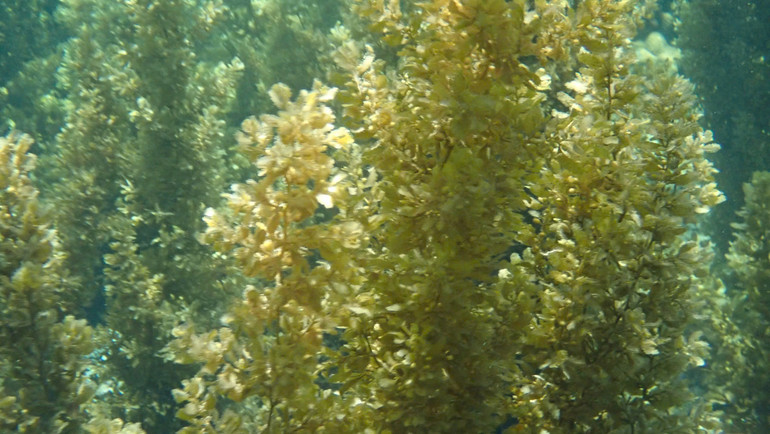 Tảo nâu là nguyên luyện chiết Fucoidan.