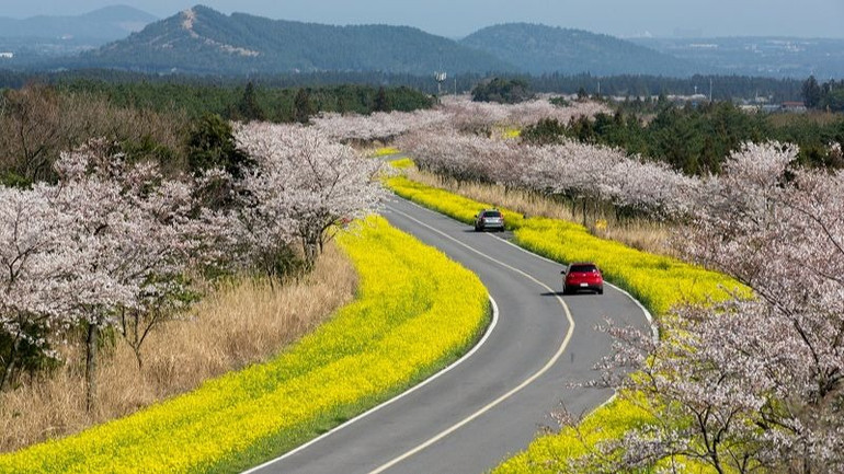 Hoa anh đào, hoa cải dầu khoe sắc trên đảo Jeju, Hàn Quốc. (Ảnh: KTO) Hoa anh đào, hoa cải dầu khoe sắc trên đảo Jeju, Hàn Quốc. (Ảnh: KTO)