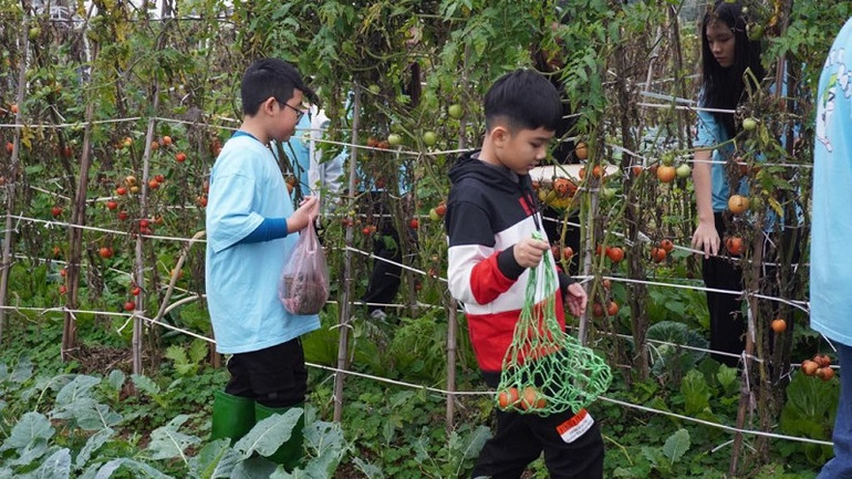 Các em học sinh trải nghiệm thu hoạch cà chua sạch.