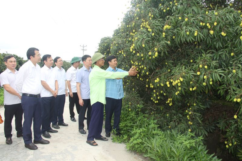 Thăm các nhà vườn trồng vải ở huyện Phù Cừ.