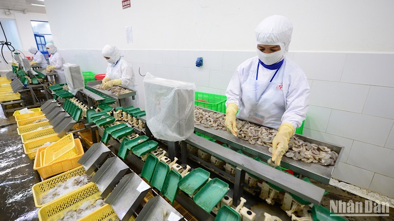 Chế biến thủy sản xuất khẩu ở Công ty CP Thủy sản Cafatex (Hậu Giang).