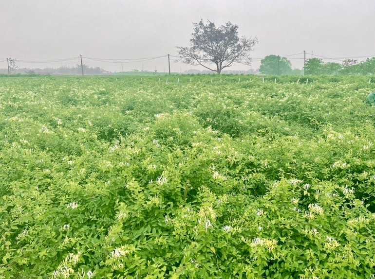 Mô hình trồng cây dược liệu cũng đem lại giá trị kinh tế cao.