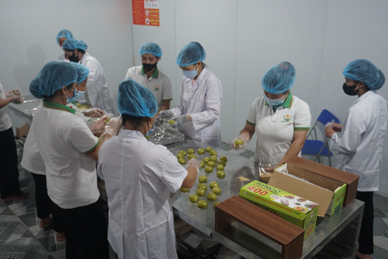 Sơ chế, đóng gói sản phẩm của hợp tác xã Green Farm Mê Linh