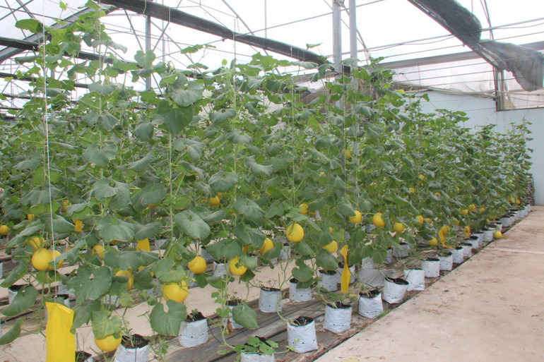 Mô hình dưa lưới công nghệ cao của ông Nguyễn Mạnh Hồng. Mô hình dưa lưới công nghệ cao của ông Nguyễn Mạnh Hồng.