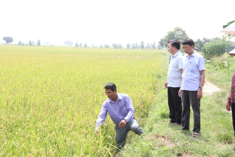 Mô hình lúa hữu cơ tại xã Đồng Phú, huyện Chương Mỹ, thành phố Hà Nội.