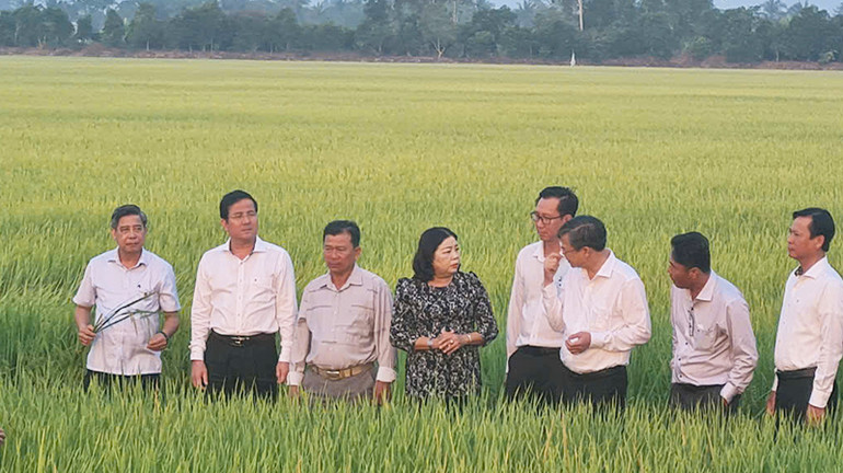 Lãnh đạo tỉnh tham quan các đồng lúa của Hợp tác Nông nghiệp Phước Lộc.
