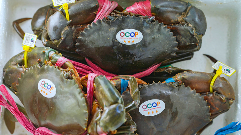 Sau nhiều năm nỗ lực, Cua Cà Mau đã được cấp bảo hộ chỉ dẫn địa lý và bảo hộ với hình thức nhãn hiệu tập thể.