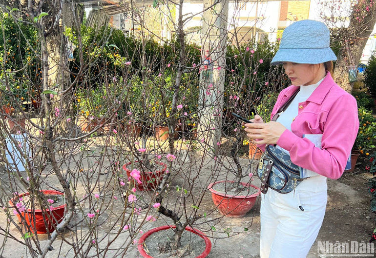 Những gốc đào sắc hồng được bày bán với giá khoảng 1,7 triệu đồng mỗi gốc. (Ảnh: TRỊNH DŨNG)
