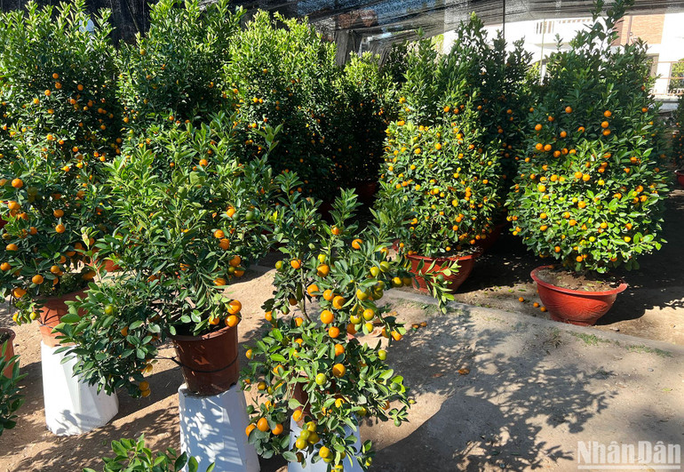 Những cây quất được bày bán tại khu vực Saylom có giá từ 900 nghìn đến 3,5 triệu đồng. (Ảnh: TRỊNH DŨNG)