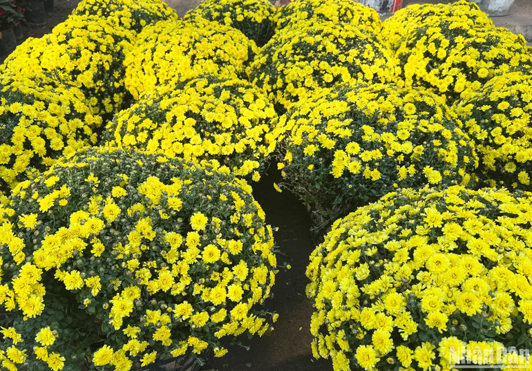 Những khóm cúc mâm xôi đang vào kỳ vàng rực được rao bán với giá khoảng 300 nghìn đồng mỗi khóm. (Ảnh: TRỊNH DŨNG)