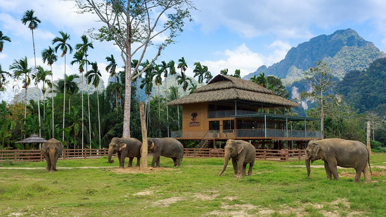 Những chú voi dạo chơi ở Elephant Hills. Những chú voi dạo chơi ở Elephant Hills.