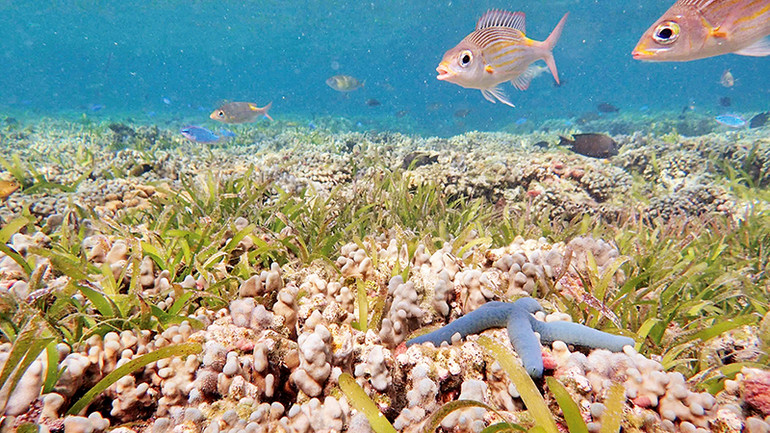 Thảm cỏ biển và rạn san hô tại bãi Thuyền Chài (quần đảo Trường Sa). Ảnh | Cao Văn Lương (chụp năm 2019).