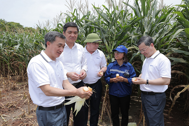 Đoàn thăm cánh đồng mẫu lớn của TH true MILK tại Đông Hiếu, Nghĩa Đàn (Nghệ An). Đoàn thăm cánh đồng mẫu lớn của TH true MILK tại Đông Hiếu, Nghĩa Đàn (Nghệ An).