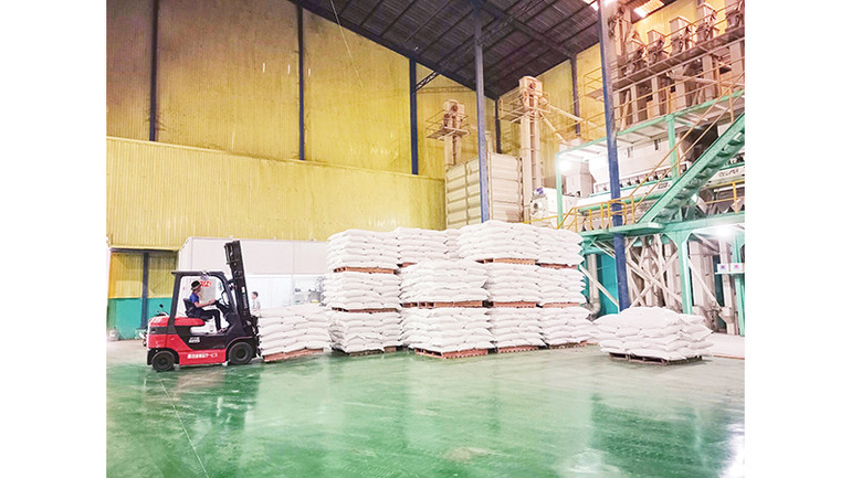 Vận chuyển gạo xuất khẩu tại Công ty TNHH Phước Thành II, tỉnh Long An. Ảnh | MINH HÀ