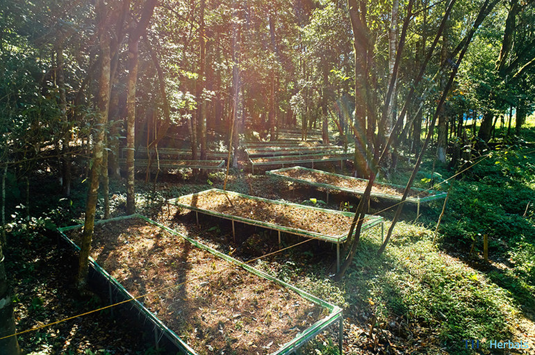 Doanh nghiệp có thể đóng vai trò quan trọng trong việc đưa khoa học công nghệ và phương pháp quản trị hiện đại vào khai thác, bảo tồn rừng (Ảnh: TH trồng dược liệu dưới tán rừng tại Na Ngoi – Nghệ An).