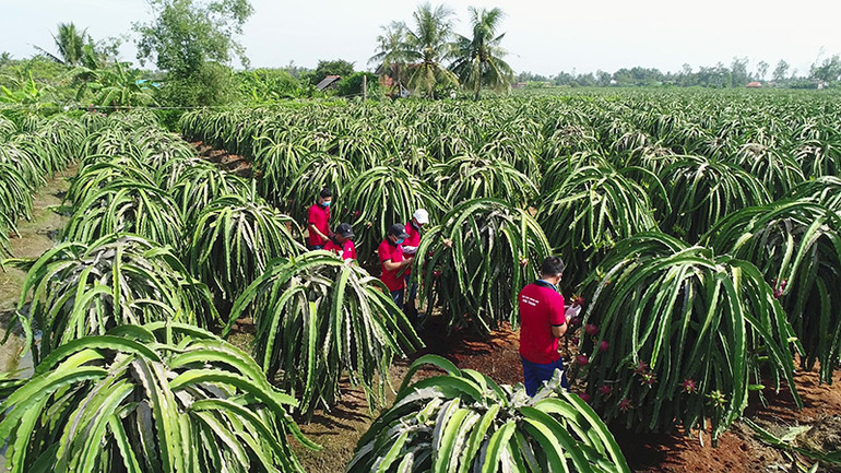Chăm sóc thanh long tại vùng nguyên liệu của Công ty Vina T&T Group. Ảnh | HÀ AN Chăm sóc thanh long tại vùng nguyên liệu của Công ty Vina T&T Group. Ảnh | HÀ AN