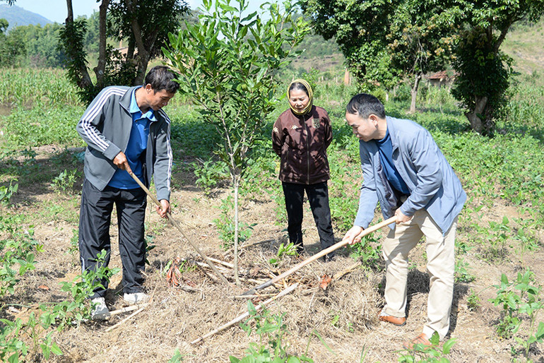 : Đồng chí Lò Văn Tuấn (bên phải), Phó Chủ tịch UBND xã Quài Nưa (huyện Tuần Giáo) trực tiếp hướng dẫn bà Đặng Thị Ngọt (bản Minh Thắng, xã Quài Nưa) chăm sóc cây mắc-ca. Ảnh | MẠNH TRƯỜNG