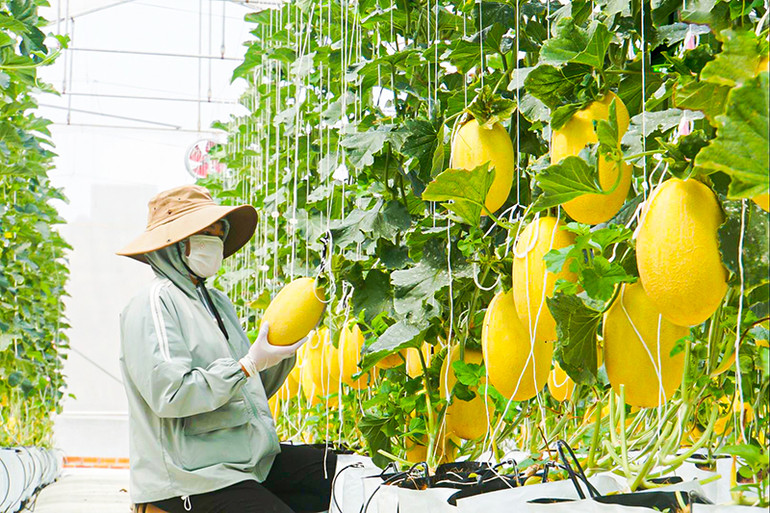 Dưa lưới hoàng kim được trồng ứng dụng công nghệ cao ở Đắk Nông.