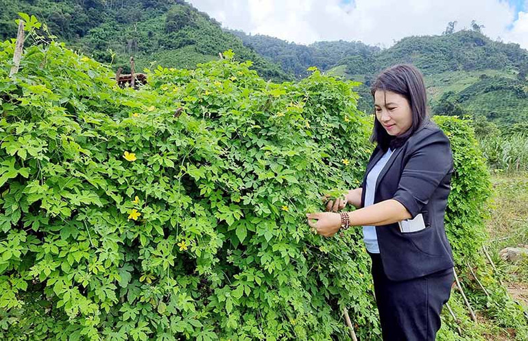 Nguyễn Phương Bắc trong vườn cây thảo dược.