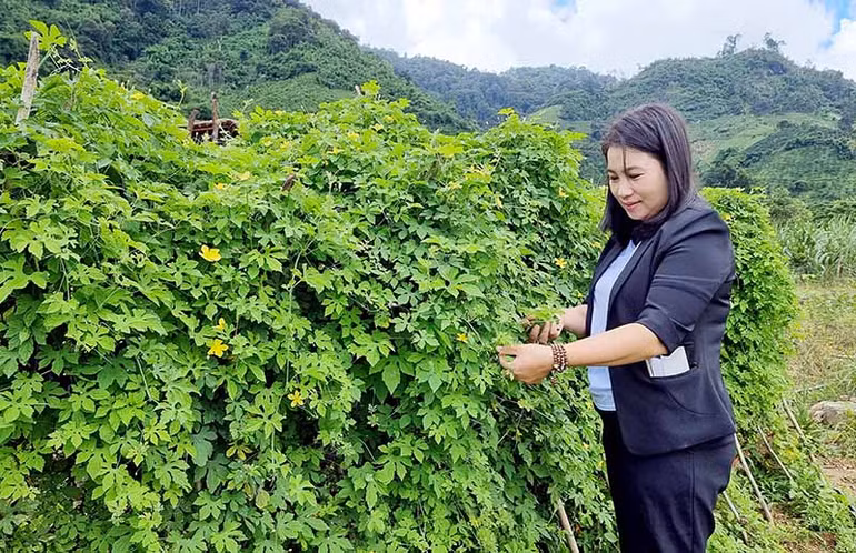 Nguyễn Phương Bắc trong vườn cây thảo dược.