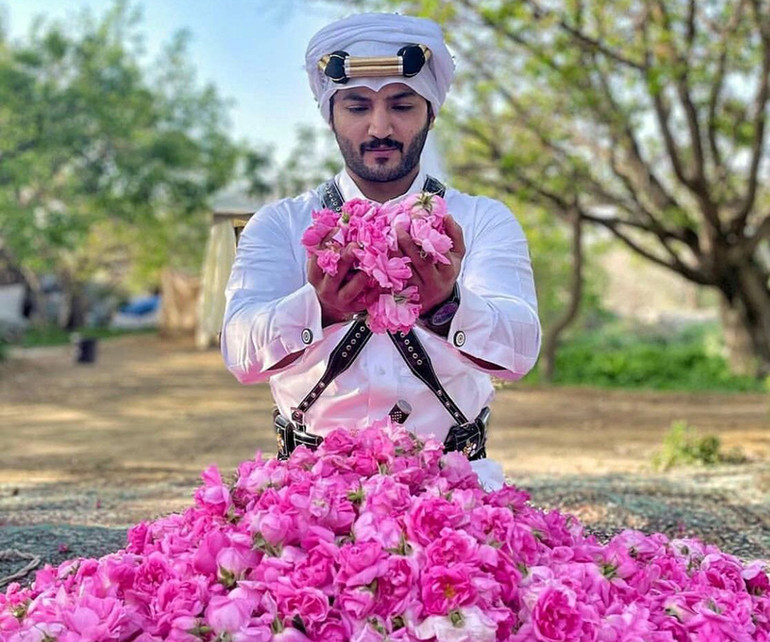 Thu hoạch hoa hồng Taif. Thu hoạch hoa hồng Taif.