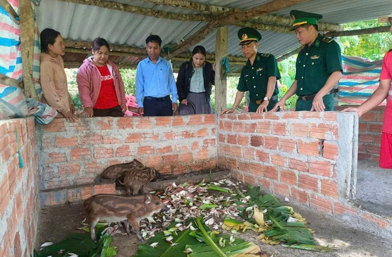Bộ đội Biên phòng Quảng Trị hỗ trợ nhiều mô hình sinh kế hiệu quả giúp bà con.
