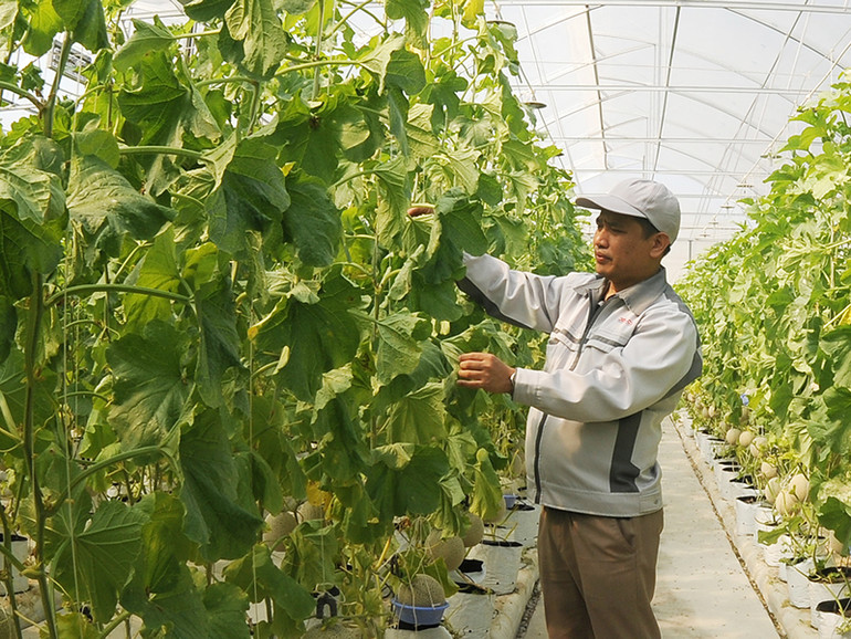 Chăm sóc dưa lưới Công ty cổ phần Nông nghiệp ứng dụng công nghệ cao DELCO, huyện Thuận Thành, tỉnh Bắc Ninh. Ảnh | TRẦN HẢI