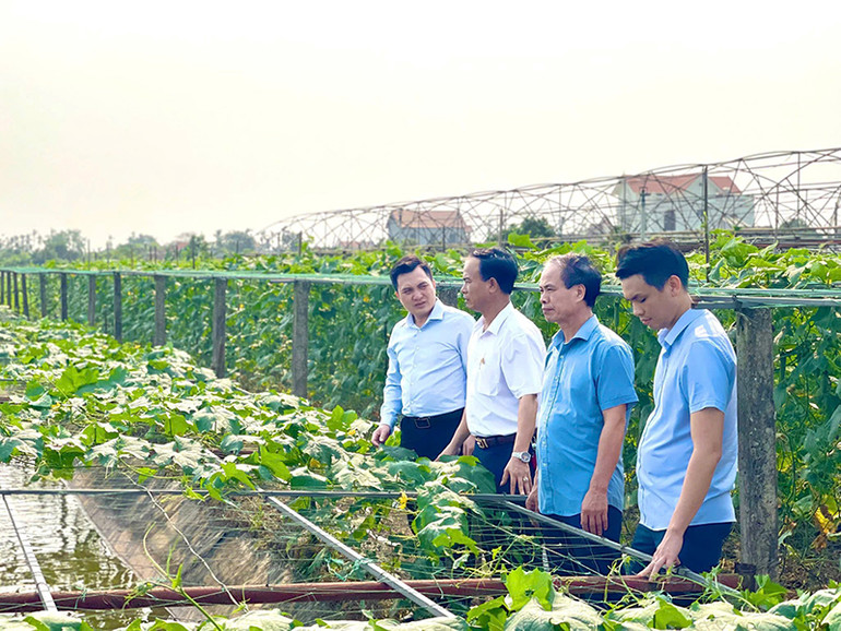 Chuyển đổi mô hình trồng hoa màu từ đất lúa kém hiệu quả tại xã Khánh Thành, huyện Yên Khánh. Ảnh | YẾN TRINH Chuyển đổi mô hình trồng hoa màu từ đất lúa kém hiệu quả tại xã Khánh Thành, huyện Yên Khánh. Ảnh | YẾN TRINH