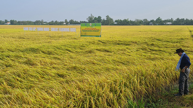 Canh tác lúa thông minh ở Hậu Giang.